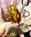 Lion monkey in a vintage book History of animals, by Shubert/Korn, 1880, St. Petersburg