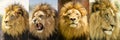 Lion Moods Portrait