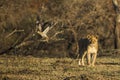 Lion in morning light Royalty Free Stock Photo