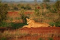 Lion in the morning sun