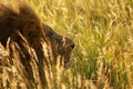 Lion in morning sun, Masai Mara, Kenya