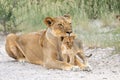 Lion mother with cub in Etosha National Park in Namibia.