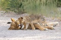 Lion mother with cub in Etosha National Park in Namibia. Royalty Free Stock Photo