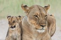 Lion mother with cub in Etosha National Park in Namibia. Royalty Free Stock Photo