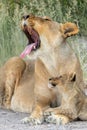 Lion mother with cub in Etosha National Park in Namibia.