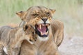 Lion mother with cub in Etosha National Park in Namibia.