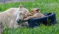 Lion mother and cub playing togehter in a zoo