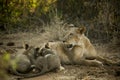 Lion mother feeding little lions in Africa