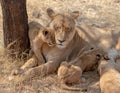 Lion mother with nursing cubs in in South Africa Royalty Free Stock Photo