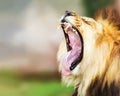 Lion With Mouth Wide Open Royalty Free Stock Photo