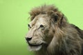 Lion at the Natural History Museum Royalty Free Stock Photo