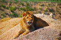 Lion, nature, animal, park, safari, Taigan, sands, predator, predatory animal.