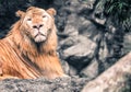 the lion in the nature Royalty Free Stock Photo