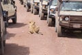Lion near cars at Ngorongoro crater, Tanzania