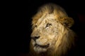 Lion in the night, in Kruger National park, South Africa