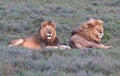 Lion, Male, Coalition, Serengeti Plains, Tanzania, Africa Royalty Free Stock Photo