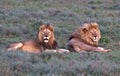 Lion, Male, Coalition, Serengeti Plains, Tanzania, Africa Royalty Free Stock Photo