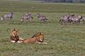 Lion, Male, Coalition, Serengeti Plains, Tanzania, Africa Royalty Free Stock Photo