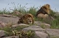 Lion, Male, Coalition, Serengeti Plains, Tanzania, Africa Royalty Free Stock Photo