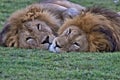 Lion, Male, Coalition, Serengeti Plains, Tanzania, Africa