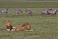 Lion, Male, Coalition, Serengeti Plains, Tanzania, Africa