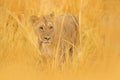 Lion in Okavango delta, Botswana. Safari in Africa. African lion walking in the grass, with beautiful evening light. Wildlife