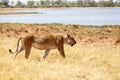 Lion - Okavango Delta - Moremi N.P. Royalty Free Stock Photo