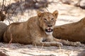 Lion - Okavango Delta - Moremi N.P.