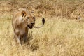 Lion - Okavango Delta - Moremi N.P. Royalty Free Stock Photo