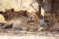 Lion - Okavango Delta - Moremi N.P. Royalty Free Stock Photo