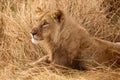 Lion - Okavango Delta - Moremi N.P. Royalty Free Stock Photo