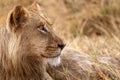 Lion - Okavango Delta - Moremi N.P. Royalty Free Stock Photo