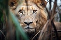 lion with one eye open, resting in thicket Royalty Free Stock Photo