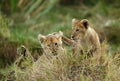 Lioness cubs Royalty Free Stock Photo