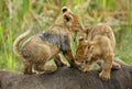 Lioness cuns playing