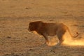 Lion rubbing its leg on the ground, Masai Mara