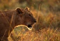 Lioness in backlit light during sunset Royalty Free Stock Photo