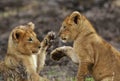 Lioness cubs playing, Masai Mara