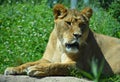 Lion is one of the four big cats in the genus Panthera, and a member of the family Felidae.