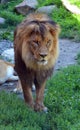 Lion is one of the four big cats in the genus Panthera, and a member of the family Felidae.