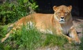 Lion is one of the four big cats in the genus Panthera, and a member of the family Felidae