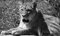 Lion is one of the four big cats in the genus Panthera, and a member of the family Felidae.