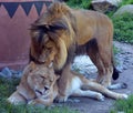 Lion is one of the four big cats in the genus Panthera, and a member of the family Felidae.