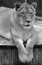 Lion is one of the four big cats in the genus Panthera, and a member of the family Felidae.