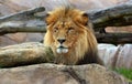 Lion is one of the four big cats in the genus Panthera