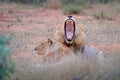 Lion with open muzzle. Portrait of pair of African lions, Panthera leo, detail of big animals, Kruger National Park South Africa. Royalty Free Stock Photo