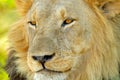 Lion with open muzzle with tooth. Portrait of pair of African lions, Panthera leo, detail of big animals, Okavango delta, Botswana