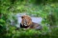 Lion with open muzzle with tooth. Portrait of pair of African lions, Panthera leo, detail of big animals, Okavango delta, Botswana