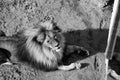 Portrait of beautiful lion in zoo Royalty Free Stock Photo