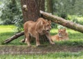 Lion pack. Portrait of lionesses in safari park